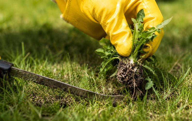 Hand-Pull Persistent Weeds After Rain