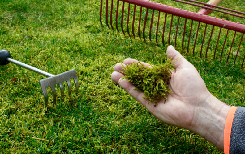 Deal with Moss Before It Takes Over